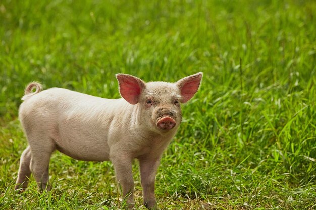 Photo eco pig farm in the field in denmark cute pig in the pasture