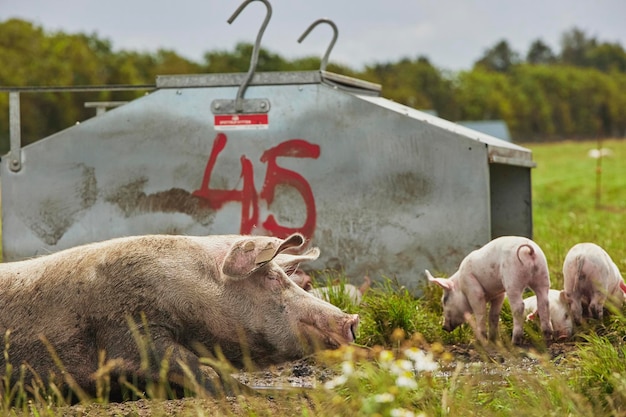 Photo eco pig farm in the field in denmark