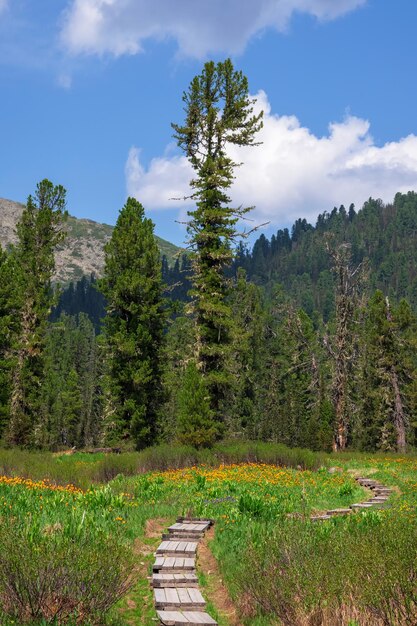 Eco trail to spring forest Vertical view