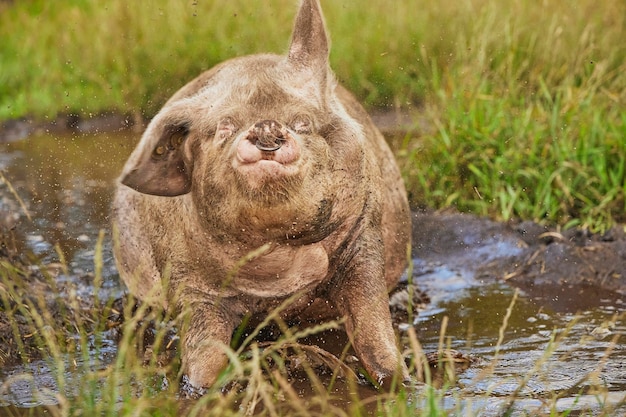 Eco varkensboerderij in het veld in Denemarken varkens schudden vuil af