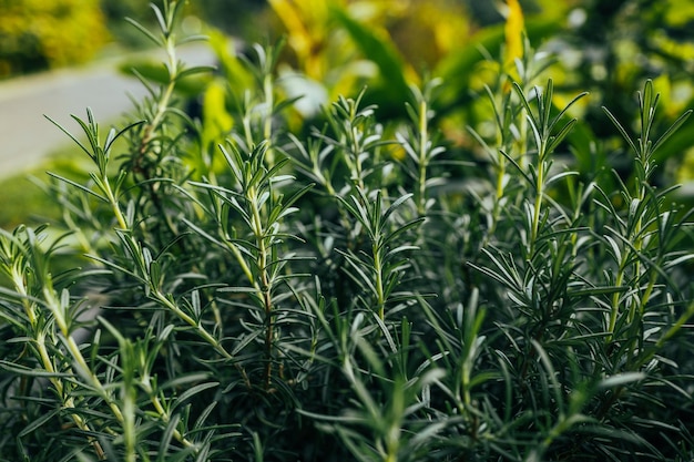 Eco verse rozemarijnplanten in een kruidentuin