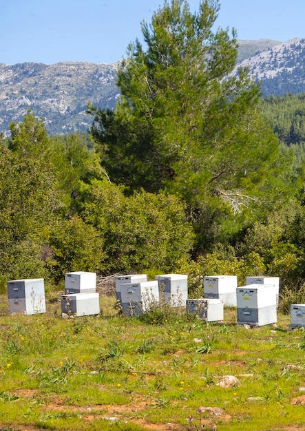 Ecofriendly apiary in a pine forest on the island of Evia in Greece