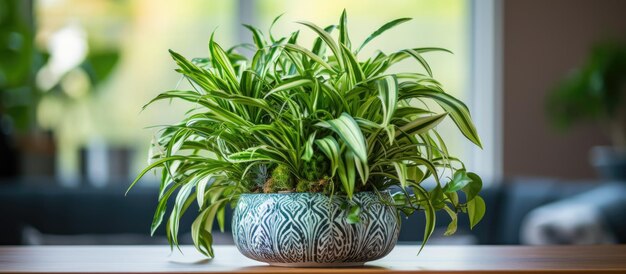 Ecofriendly houseplant in container