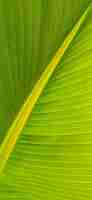 Photo ecological background of exotic leave texture of green leave of banana palm coseup