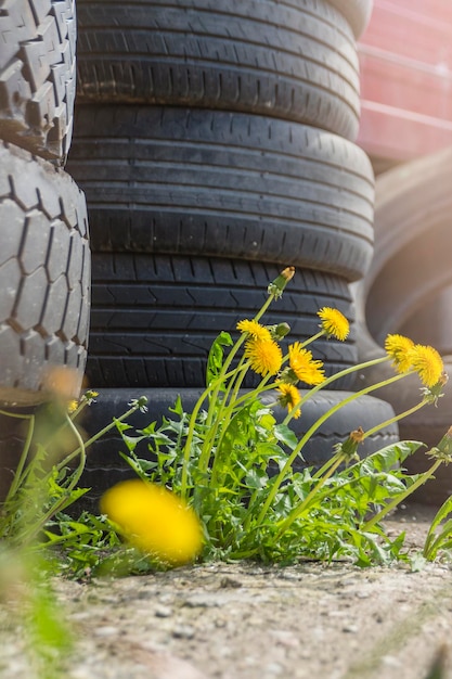 Ecological catastrophy environmental pollution old tires are thrown away flowers grow nearby the con