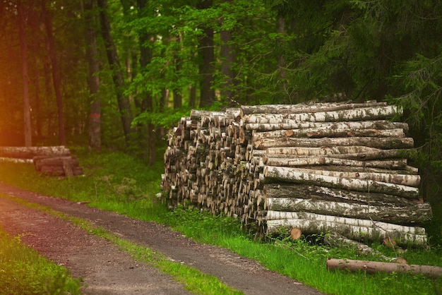 Ecological Damage Heap firewood closeup A pile of fresh firewood Deforestation's Impact on European Evergreen Forests