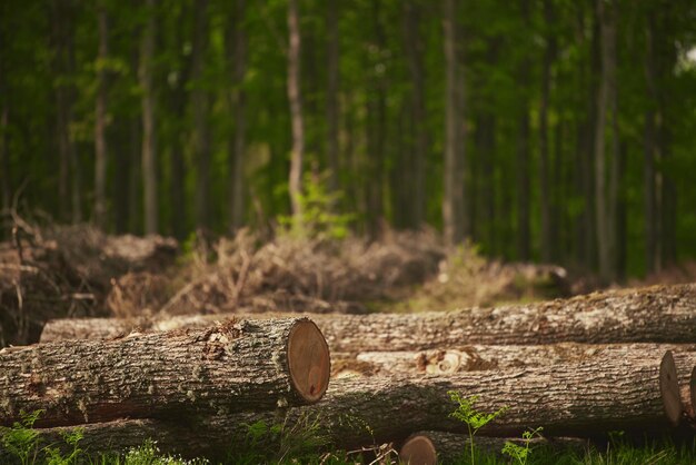 Ecological Damage Heap firewood closeup A pile of fresh firewood Deforestation's Impact on European Evergreen Forests