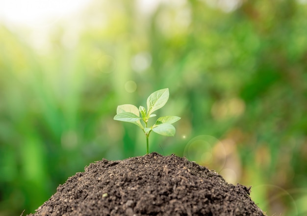 Ecologieconcept en milieu van plant de boomgroei