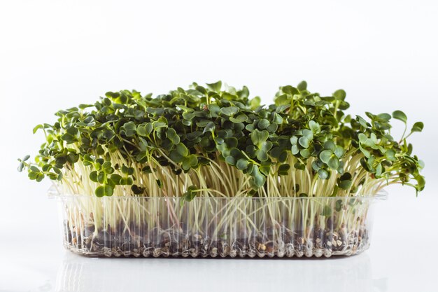 Ecologisch schoon voedsel microgreen