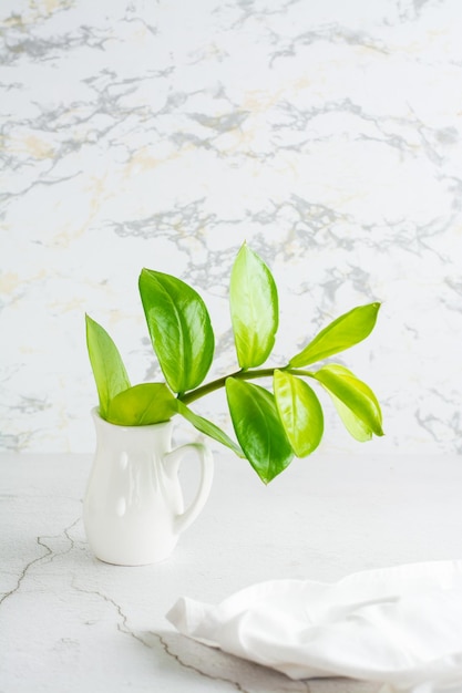 Ecologisch stilleven Verse tak met groene bladeren in een witte kan op tafel Verical view