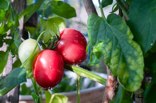 Foto ecologische groeiende clusters van rode tomaten. rijpe rode tomaten groeien op een wijnstok in een moestuin, surin, thailand