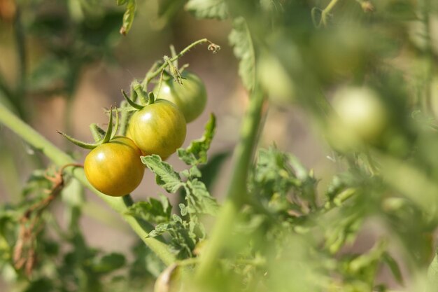 Ecologische groene tomaten rijpen op struiken in de tuinclose-up Rijpende groene tomaten op een struiktak