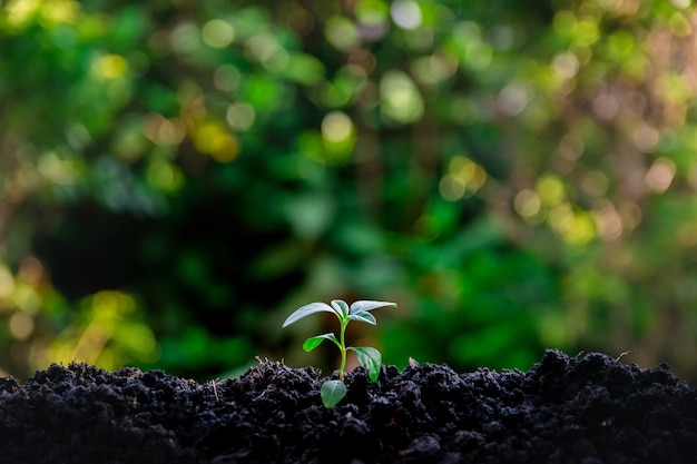 Ecologische omgeving de groei van de kiemplantboom