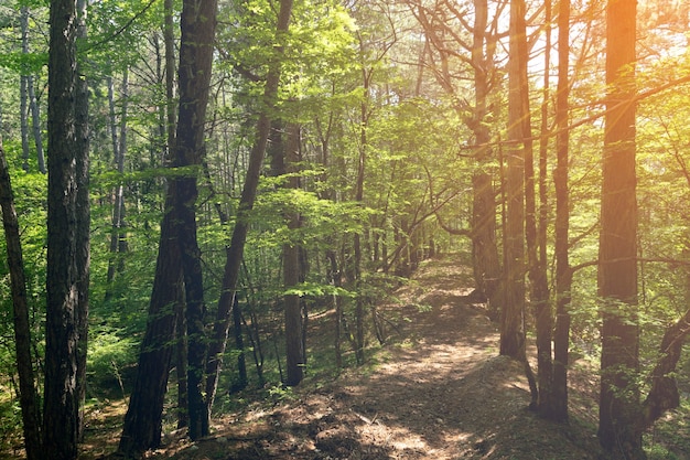 Ecologische trail, boomstammen in een berg dennenbos, in de ochtendzon.