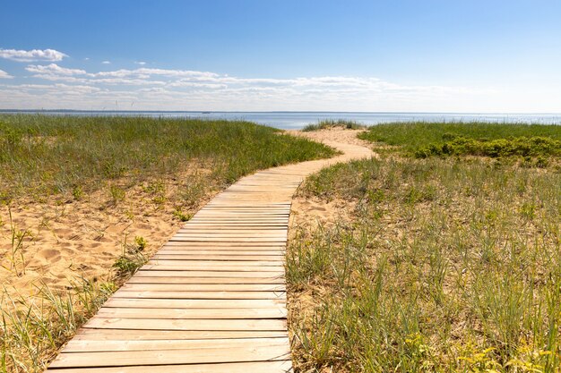 Foto ecologische wandelroute in het nationaal park door zandduinen, strand, zegge struikgewas