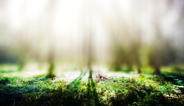 写真 生態背景明確な野生の森の夏のパノラマ