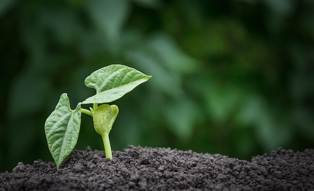 Ecologia concetto sfondo pianta che cresce dal suolo