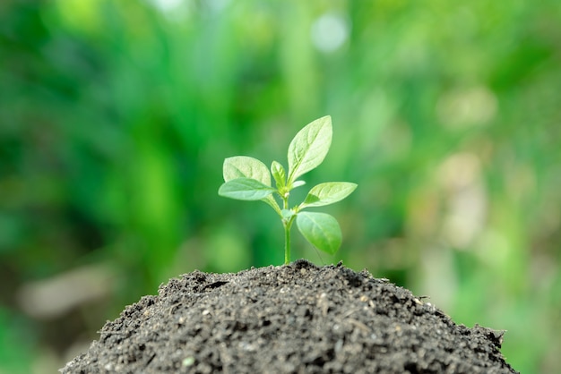 生態学の概念と植物の木の成長環境