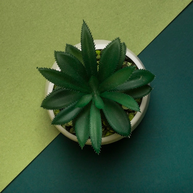 Ecology concept. potted plant overtwo-colored green background, top view. square shape