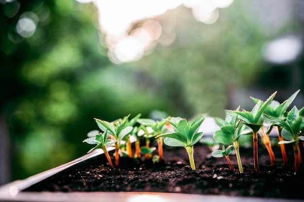 Photo ecology concept. seedling are growing from the rich soil. small depth of field. young plants in nursery plastic tray at vegetable farm.