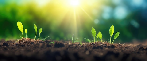 Ecology concept the seedlings are developing from the fertile soil to the bright morning sunlight