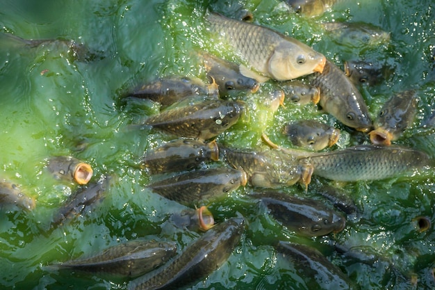 ecology, green river shoal water, common carp