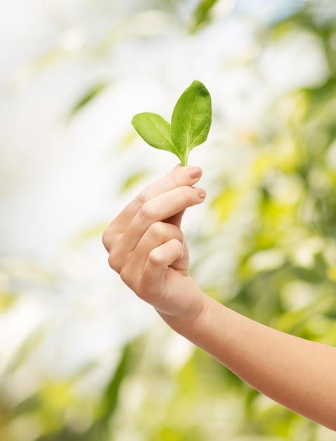 エコロジーと健康食品-緑の芽を持つ女性の手