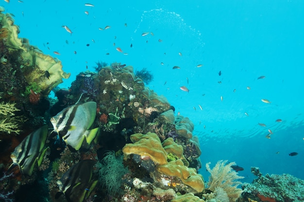 熱帯魚の生態系