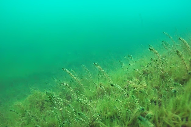 ecosysteem onderwatervijver / landschap onderwaterfoto duiken in zoet water, groene wereld algen en vissen in rivierdiepte