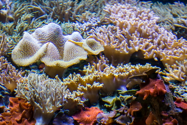 Ecosystem, seabed with fish and coral reef