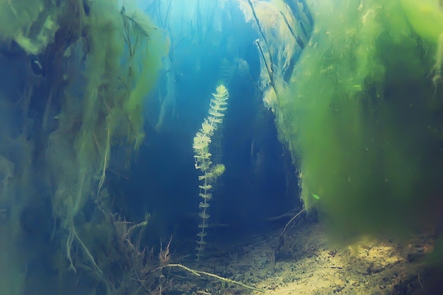 Ecosystem underwater pond / landscape underwater photo diving\
in fresh water, green world algae and fish in river depth