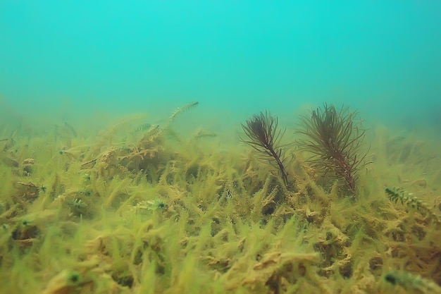 ecosystem underwater pond / landscape underwater photo diving in fresh water, green world algae and fish in river depth