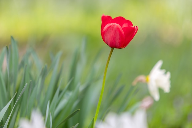 ed tulip blooming in spring garden outdoors.