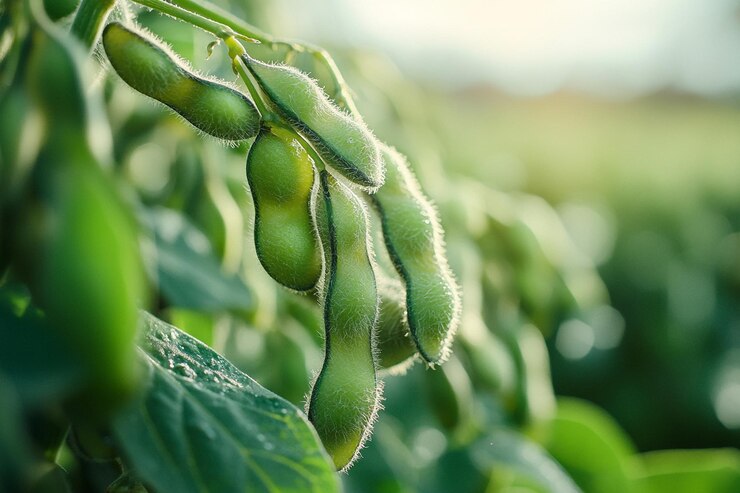 Soybean