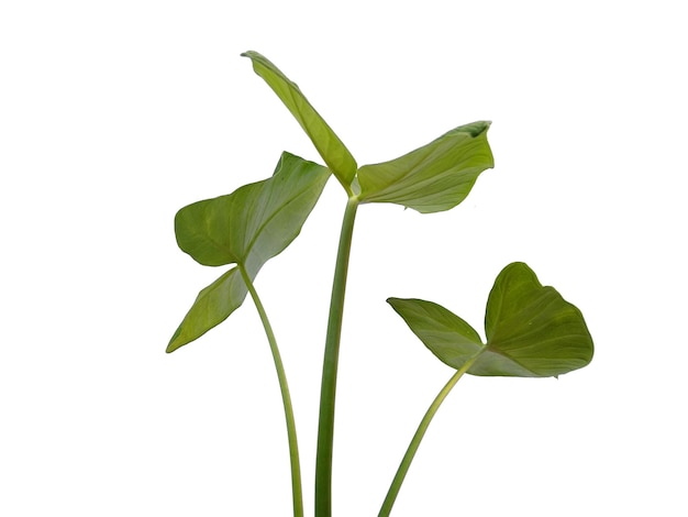 Photo eddoe leaves or wild taro leaf on white background