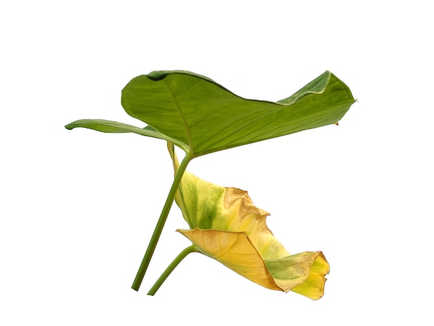 Eddoe leaves or wild taro leaf on white background