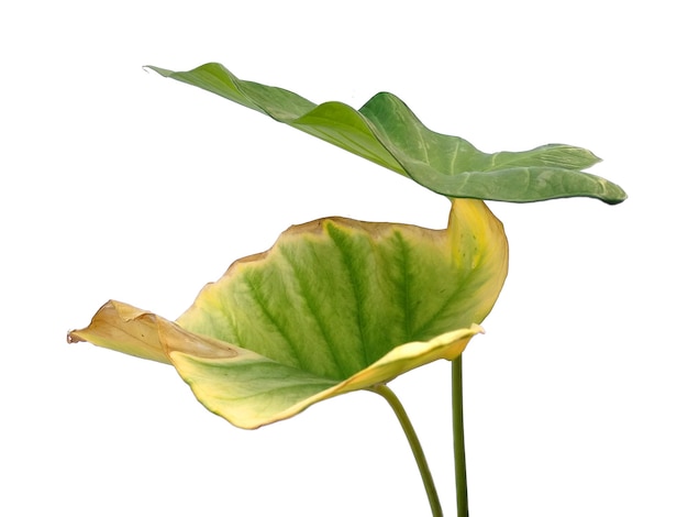 Photo eddoe leaves or wild taro leaf on white background