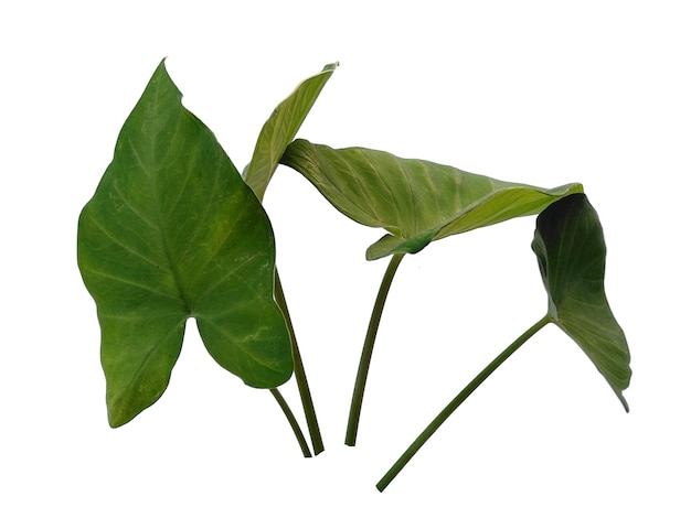 Photo eddoe leaves or wild taro leaf on white background