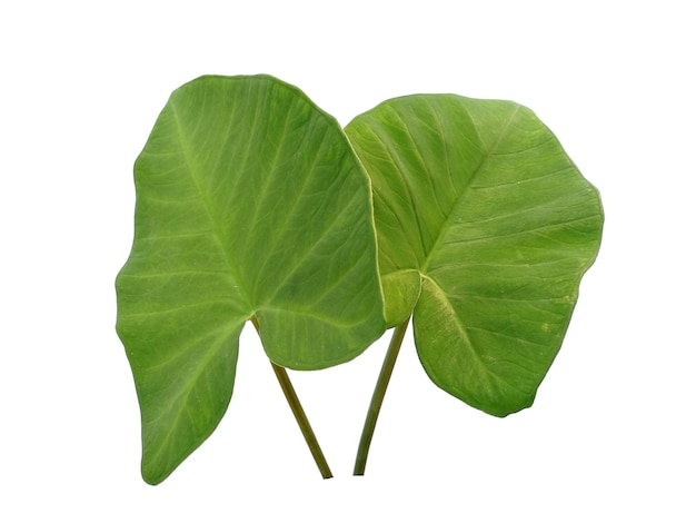 Photo eddoe leaves or wild taro leaf on white background