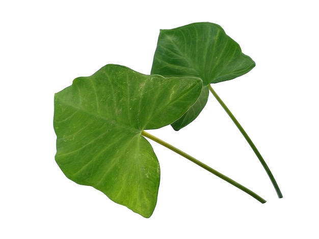 Photo eddoe leaves or wild taro leaf on white background
