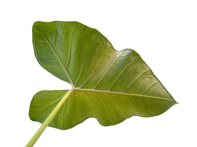 Photo eddoe leaves or wild taro leaf on white background