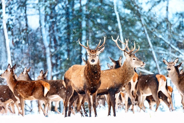 Edele herten in de winter