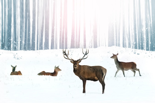 Edele herten in een besneeuwd winterbos Kerstfantasieafbeelding