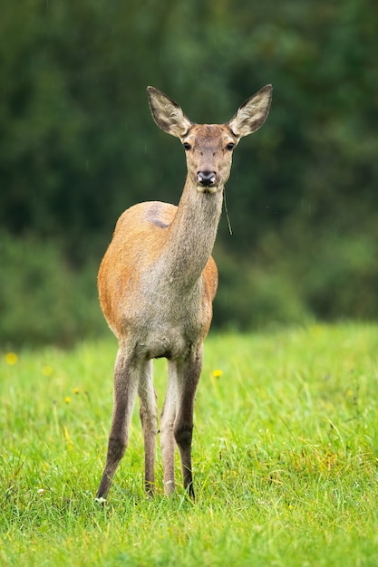 Edelhert achterste staande op weide in de herfst.