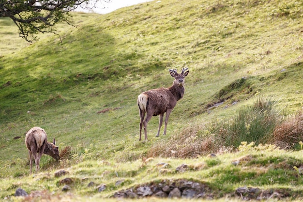 Edelhert (Cervus elaphus) in de hooglanden van Schotland