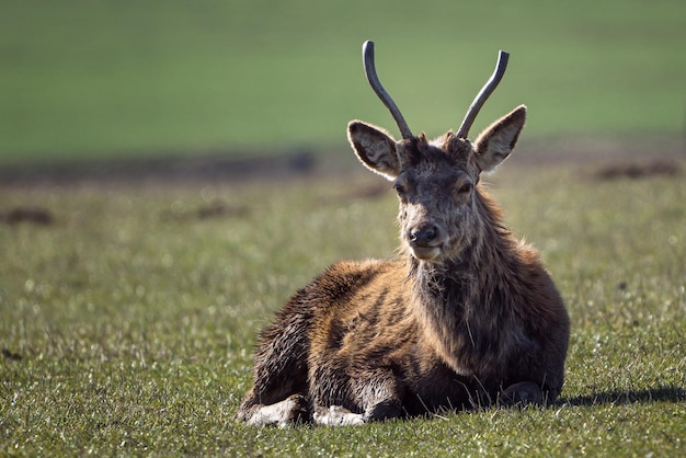 Edelhert cervus elaphus liggend in de wei