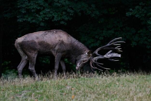 Edelhert Cervus elaphus