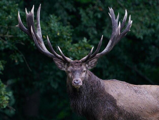 Edelhert Cervus elaphus