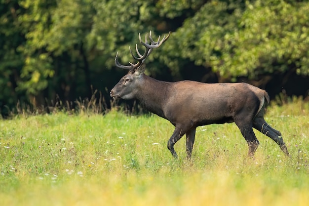 Edelhert hert lopen op bloemrijke weide in de zomer van kant