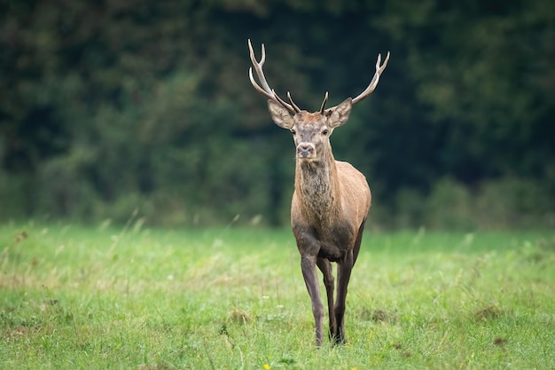 Edelhert hert wandelen op een weide met groen gras in de herfst van vooraanzicht